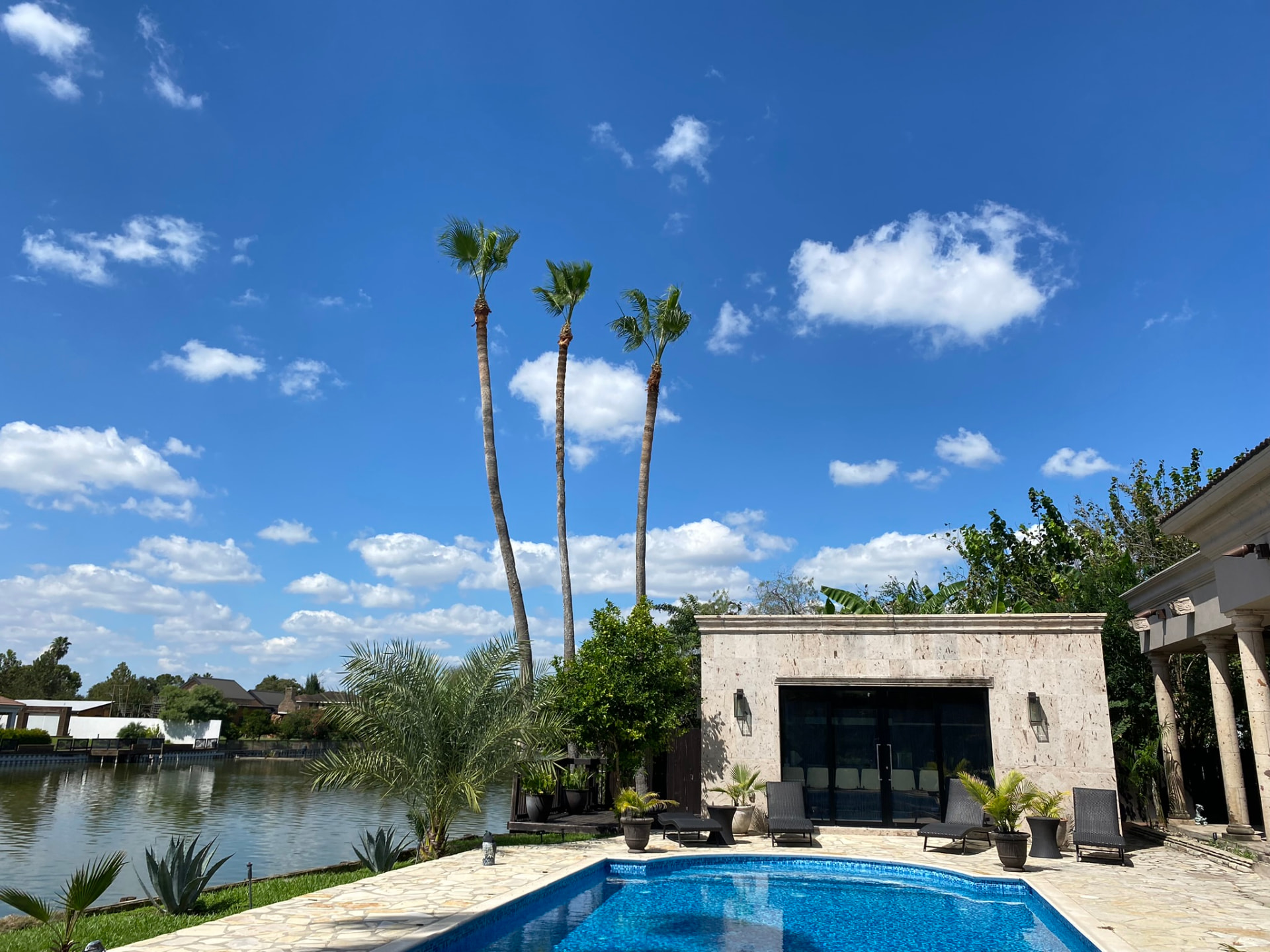 Palm trimming— Rancho Viejo, TX